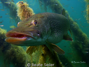just  an other pike , taken with Canon S70 by Beate Seiler 